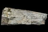 Fossil Dinosaur Limb Bone Section - South Dakota #113638-2